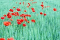 Poppies flower in green wheat field spring season Royalty Free Stock Photo