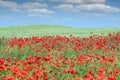 Poppies flower meadow and blue sky with clouds countryside Royalty Free Stock Photo