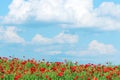 Poppies flower meadow and blue sky with clouds Royalty Free Stock Photo