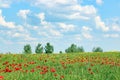 Poppies flower meadow and blue sky with clouds Royalty Free Stock Photo