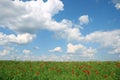 Poppies flower meadow and blue sky with clouds Royalty Free Stock Photo