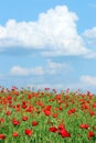 Poppies flower meadow and blue sky with clouds landscape spring Royalty Free Stock Photo