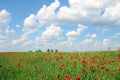 Poppies flower meadow and blue sky with clouds landscape Royalty Free Stock Photo
