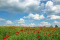 Poppies flower meadow and blue sky with clouds nature Royalty Free Stock Photo