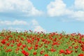 Poppies flower meadow and blue sky with clouds in spring countryside Royalty Free Stock Photo