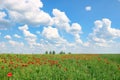 Poppies flower meadow and blue sky with clouds Royalty Free Stock Photo