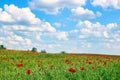 Poppies flower meadow and blue sky with clouds springtime Royalty Free Stock Photo