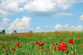 Poppies flower meadow and blue sky landscape Royalty Free Stock Photo