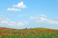 Poppies flower spring meadow and blue sky with clouds Royalty Free Stock Photo