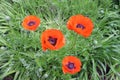 Poppies flower in summer. Garden and vegetation.