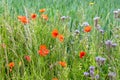 Poppies flowering on field edge, wild flowers, grass and herbs. Not with pesticides sprayed field edge. Untreated nature. Royalty Free Stock Photo