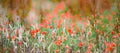 Poppies flowering on field edge, wild flowers and herbs. Not with pesticides sprayed field edge. Untreated nature. Royalty Free Stock Photo