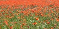 Poppies flowering in summer field. Lots of poppy flowers - Papaver rhoeas - lush meadow with headwark, headache Royalty Free Stock Photo