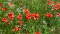 Poppies flowering in summer field. Poppy flowers - Papaver rhoeas - in summer meadow Royalty Free Stock Photo