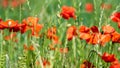 Poppies flowering in summer field. Redorange poppies flower - Papaver rhoeas - in summer meadow