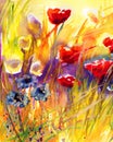 Poppies, flowers,