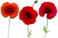 Poppies flowers collection isolated on white background Royalty Free Stock Photo