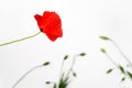 Poppies flowers collection isolated on white background. Royalty Free Stock Photo