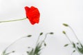 Poppies flowers collection isolated on white background. Royalty Free Stock Photo