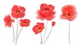 Poppies flowers in digital watercolour and continuous line drawing. Red poppy collection. Outline simple artwork with editable