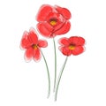 Poppies Flowers in Digital Watercolour and Continuous Line Drawing. Red Poppy. Outline Simple Artwork with Editable Stroke. Vector