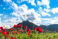 Beautiful poppies flowers field