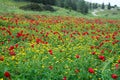 Poppies flowers