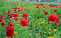 Poppies flowers