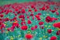 Poppies flowers