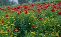 Poppies flowers field