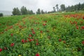 Poppies flowers