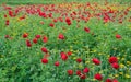 Poppies flowers