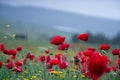 Poppies flowers