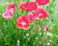 Poppies flowers