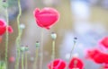 Poppies flowers