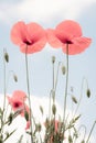 Poppies In The Foreground And Blue Sky With Clouds In The Background. Minimalist Nature Concept. Pastel Colors