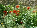 Poppies in front of natural stone wall
