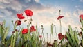 Poppies front of the storm Royalty Free Stock Photo