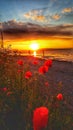 Poppies glowing in the evening sun