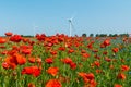 Red poppy plant in sunshine with wind turbines and trees and blue sky Royalty Free Stock Photo