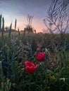 poppies, grass, field on sunset sky background Royalty Free Stock Photo