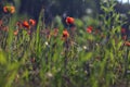 Poppies in the grass at sunset seen up close with the sky in the background Royalty Free Stock Photo