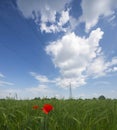Poppies in a green field Royalty Free Stock Photo