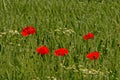 Poppies in a green wheat field in flanders Papaveraceae Royalty Free Stock Photo