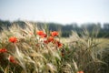 Poppies growing in a barley field. Poland. Royalty Free Stock Photo