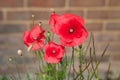 Poppies growing in front of a red brick wall Royalty Free Stock Photo