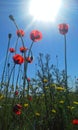 Poppies and sun