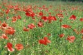 Field of red poppies - Lest we forget