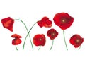 Poppies isolated