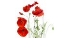 Poppies isolated on white background